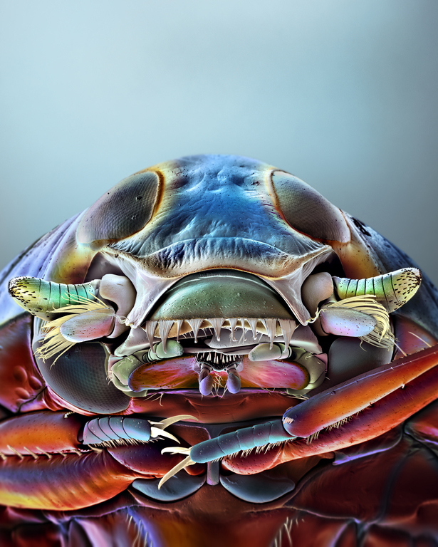 © Micronaut Gyrinus Portrait 003233 BIG