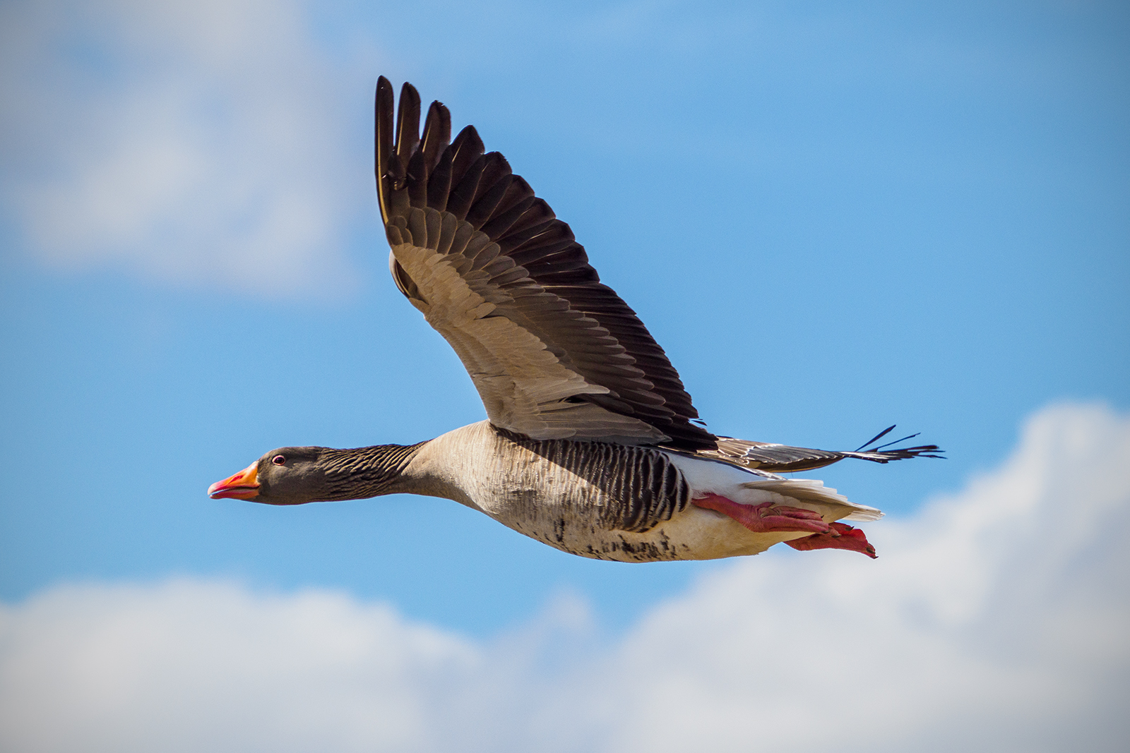 Greylag By Kit Robinson