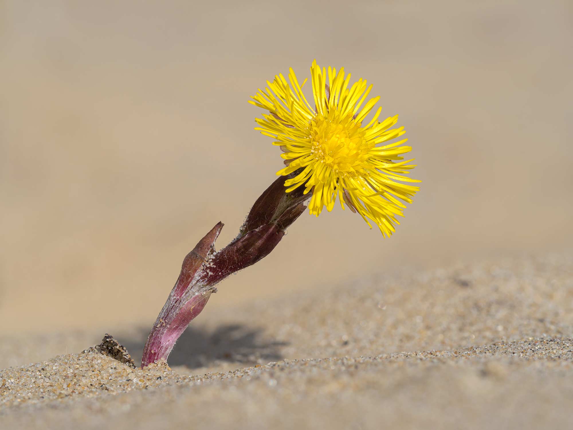 05.Coltsfoot 4040605