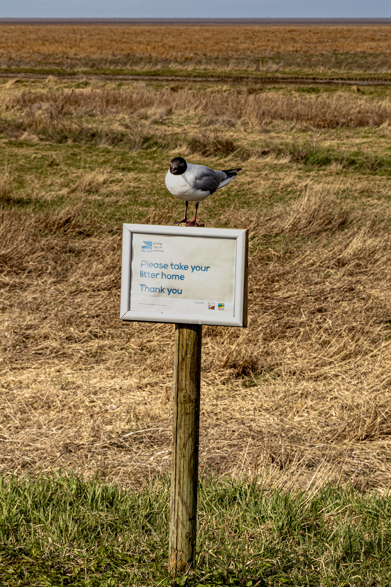 5578467 Evelynne Rogers 2 Evelynne Rogers Marshside Gull