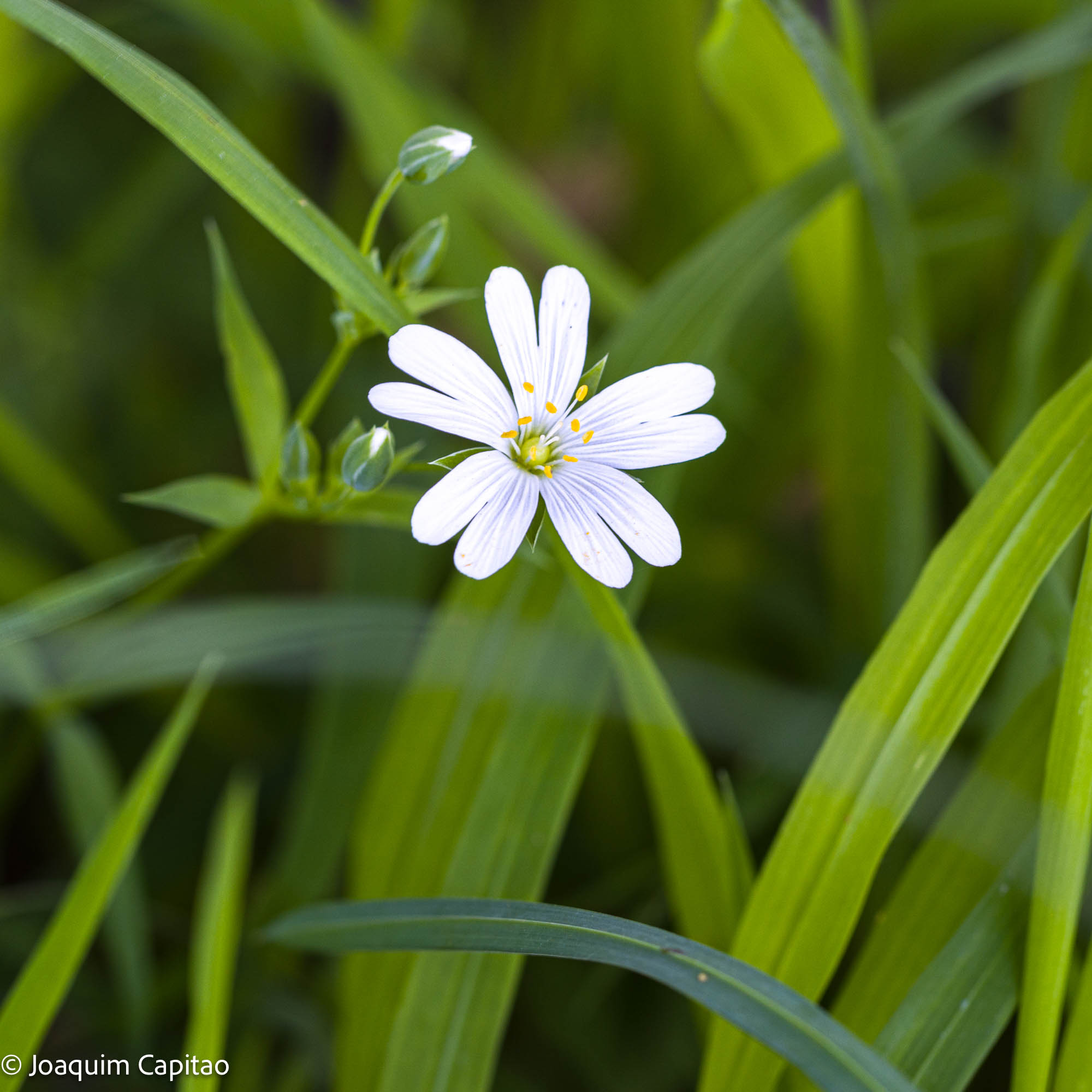 Belgium Joaquim Capitao 02 Flower