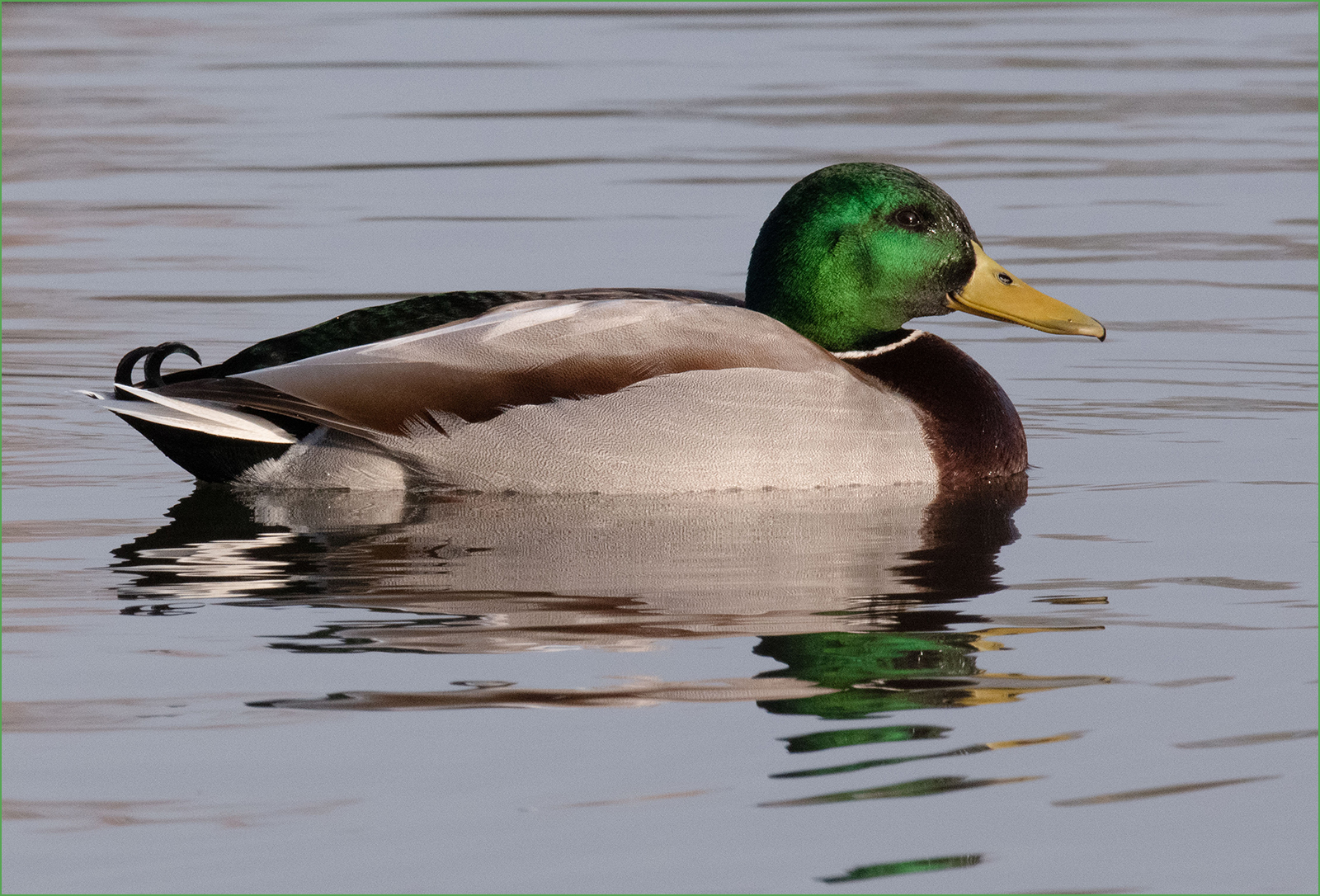 Mallard Drake By Paul Benham