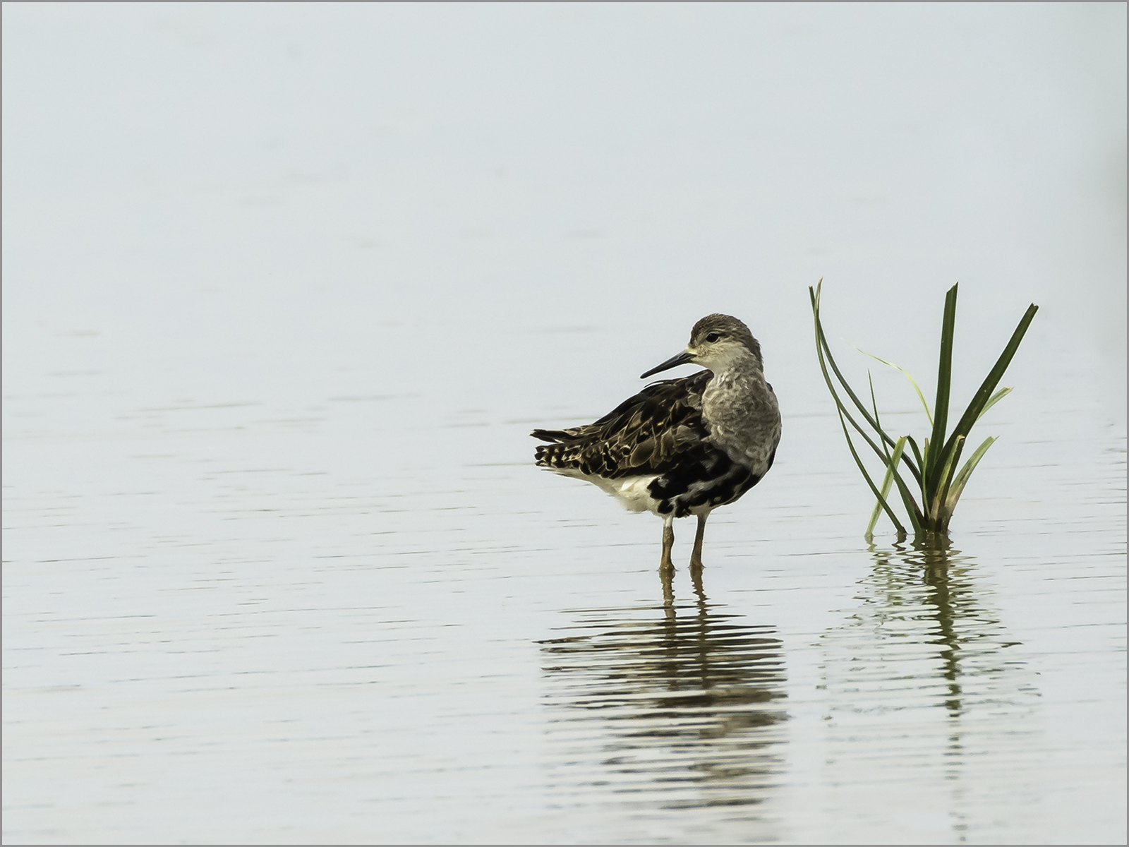 Ruff By Maurice Wright