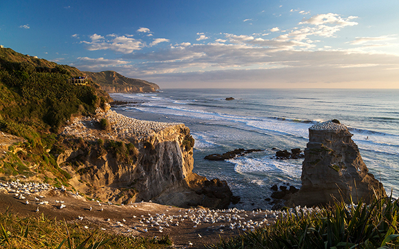 Muriwai Gannet Colony