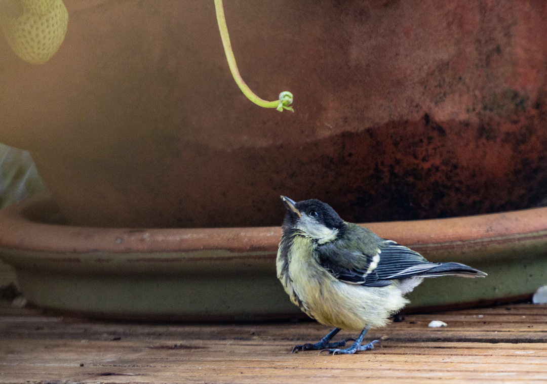 Jasmina Goodair LRPS Hopeful!