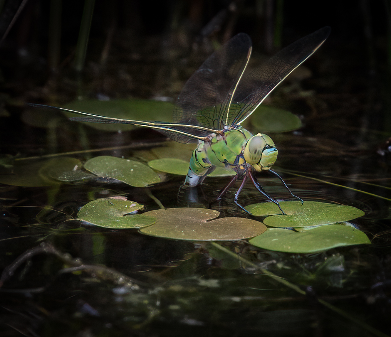 Neves Female Emperor Dragonfly Laying Eggs