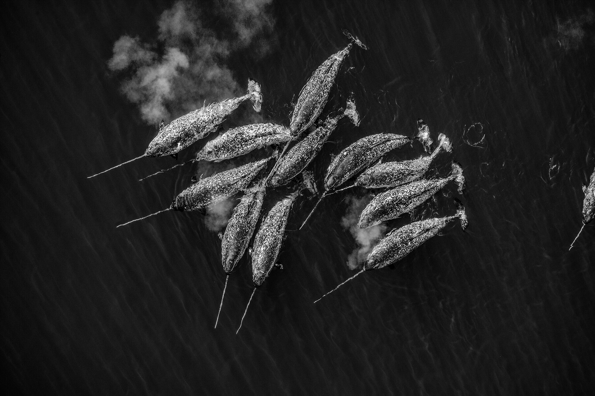 ‘Monodon Monoceros, Nunavut, Canada, 2006’ By Paul Nicklen