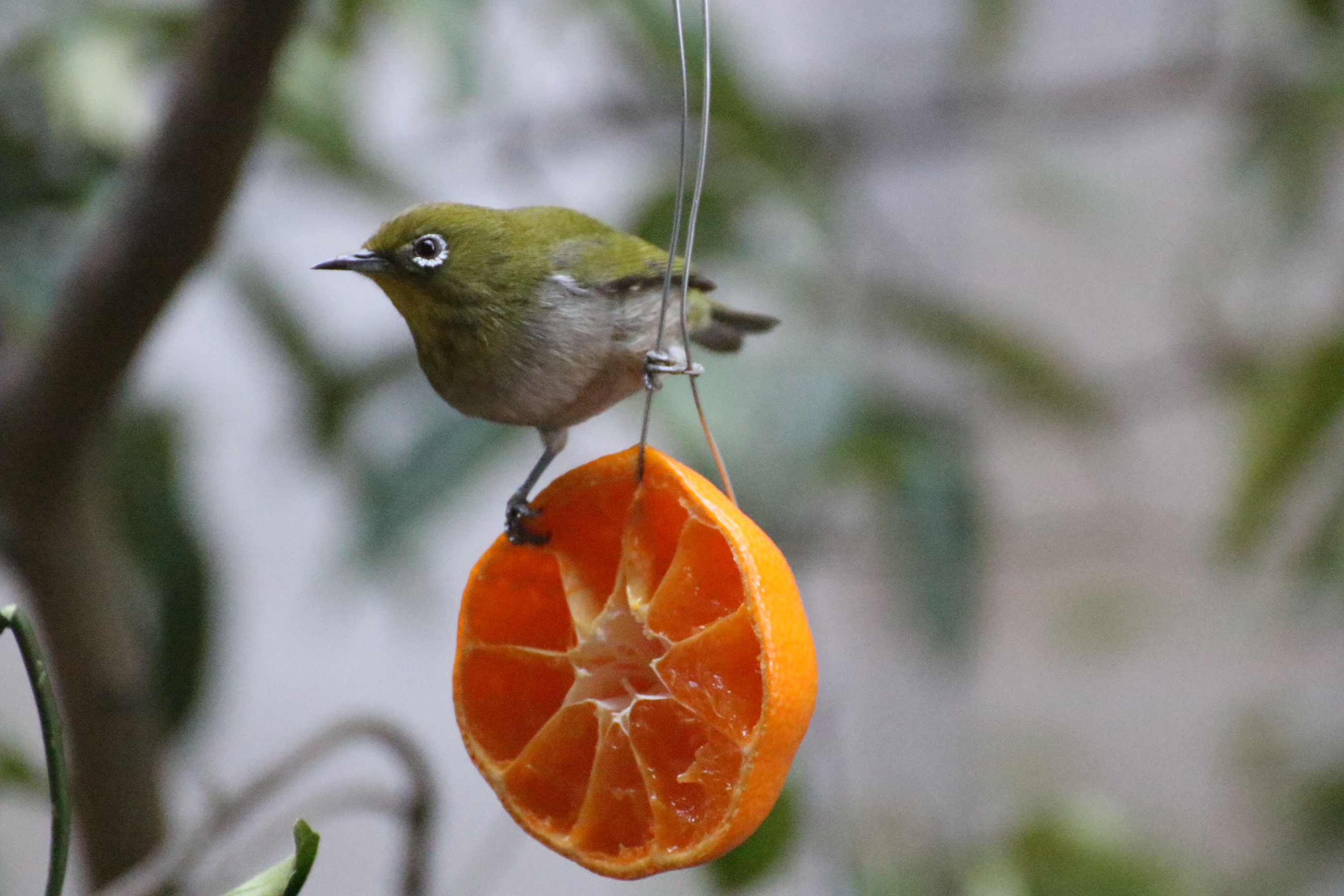 White Eye(Yoshio Miyake)