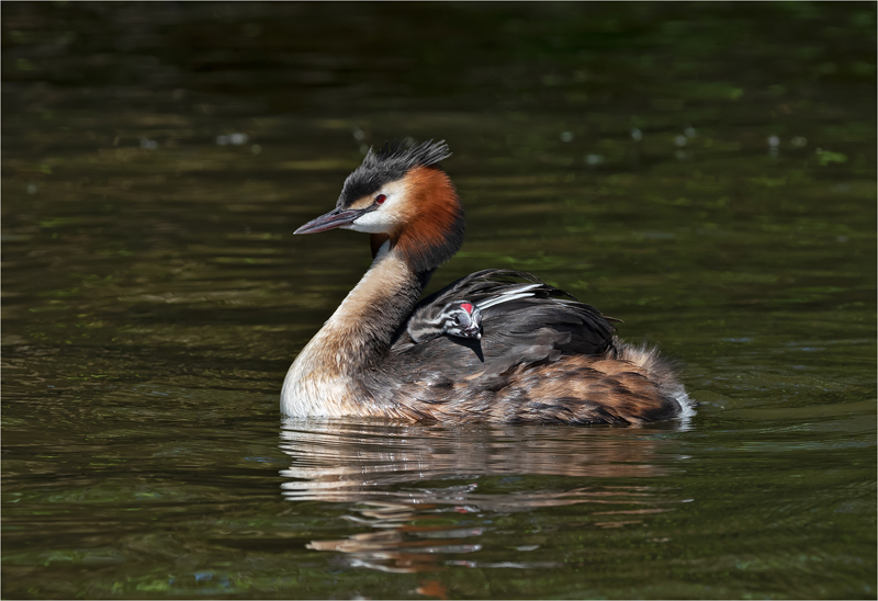 11. Great Crested Grebe With Young P5139122