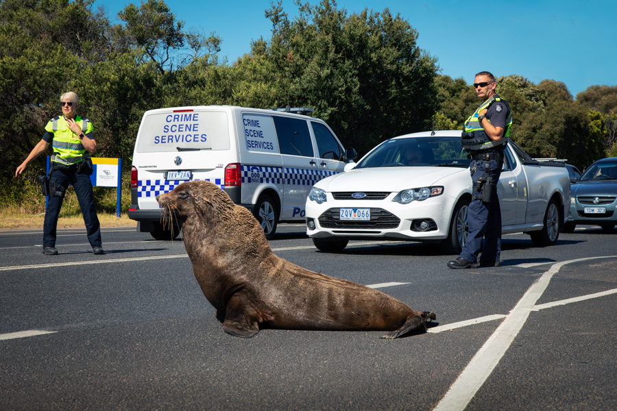 The New Detective By Palli Gajree Hon. FRPS (Australia)