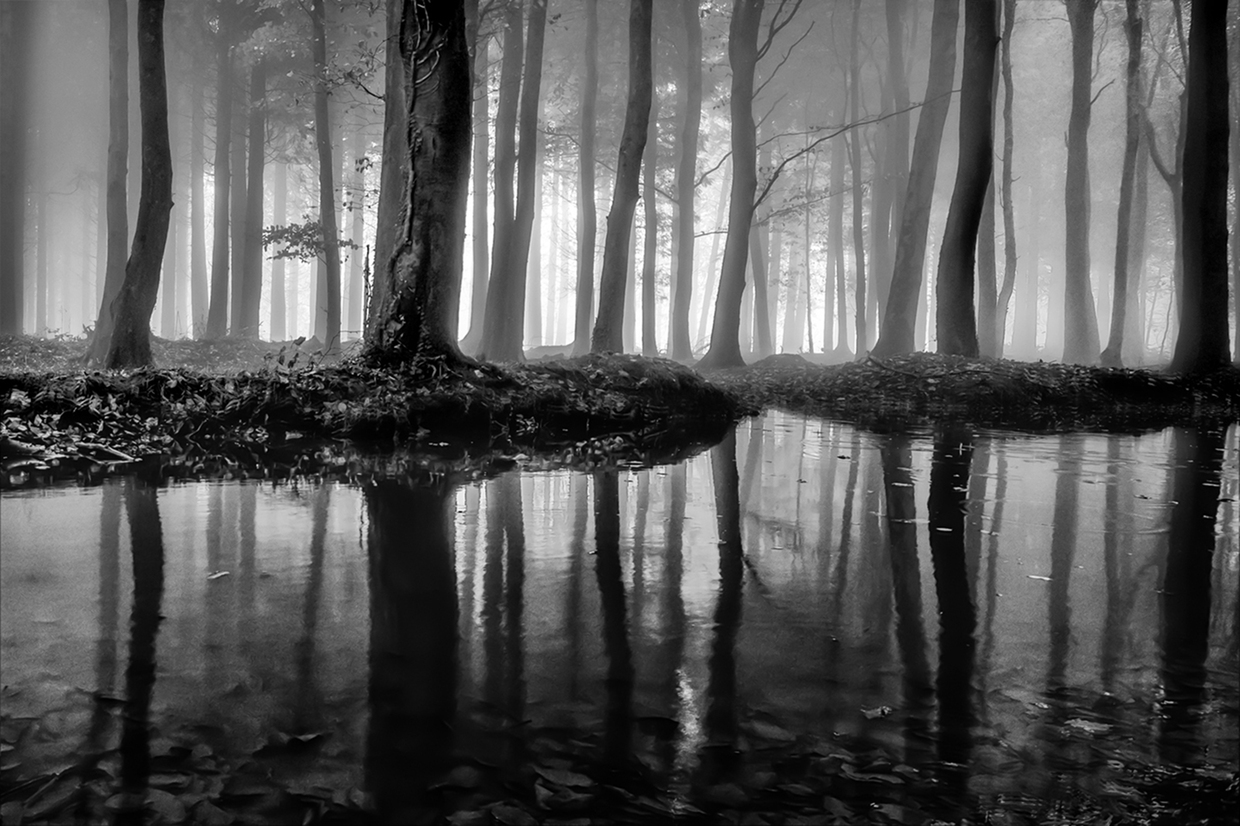 Forest Reflections