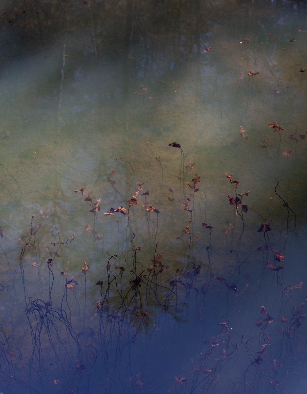 Water Lilly Reflection Large