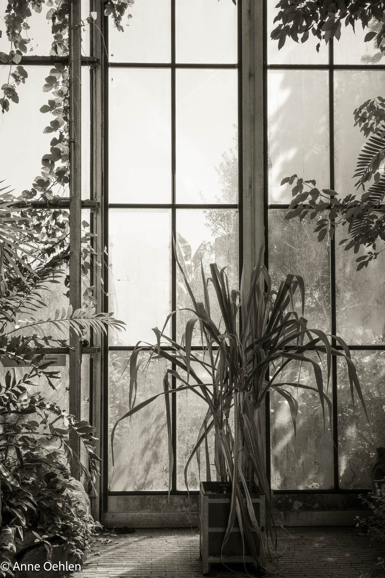 NL Anne Oehlen 01 Utrecht Botanical Gardens