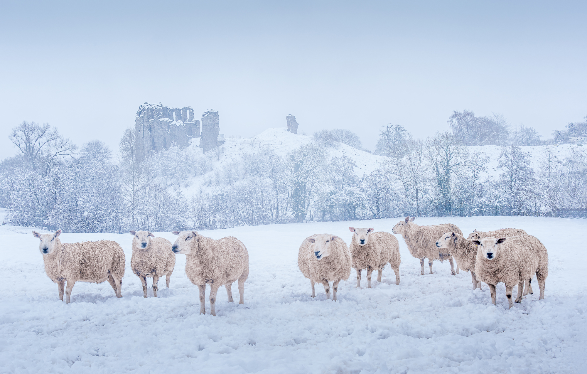 Clun Castle And Sheep In Snow Olha Pashkovska