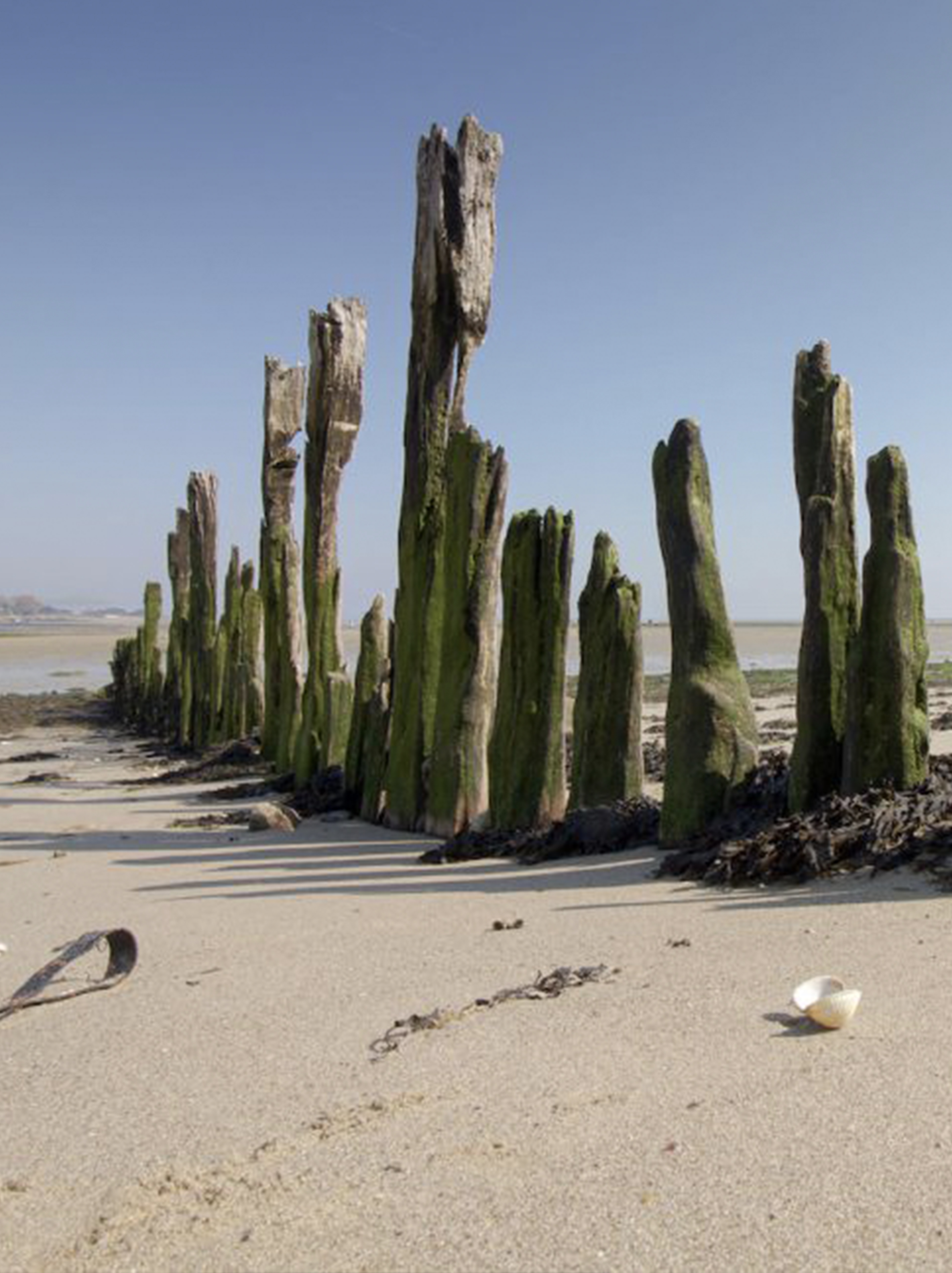 Waiting For The Clam Collectors 1 1024X652