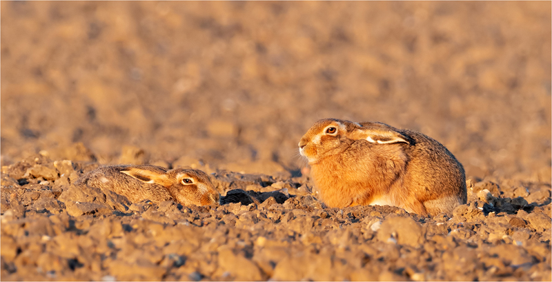 7. Brown Hares Sunning P2177314