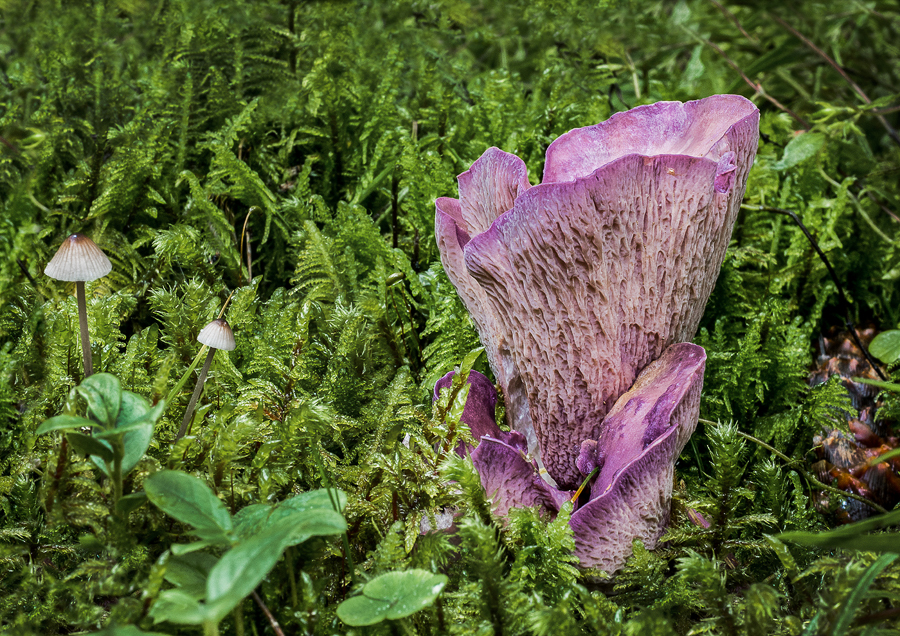 05 Gomphus Clavatus Pig's Ear Fungus