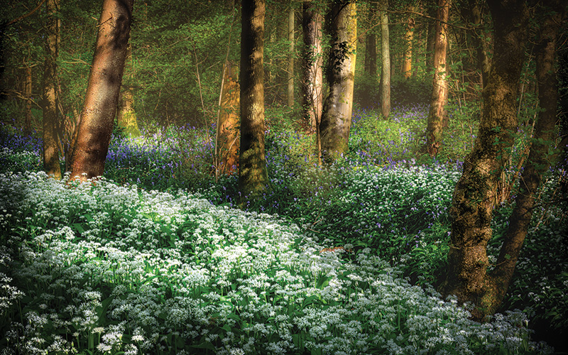 04 April Wild Garlic Bluebells In The Surrey Woods By Marcus King