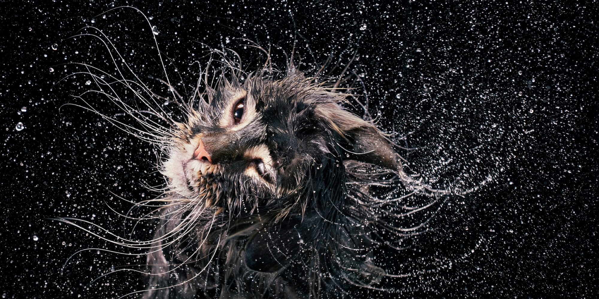 01 Maine Coon Shaking Off Water 2000Pxh 72Dpi