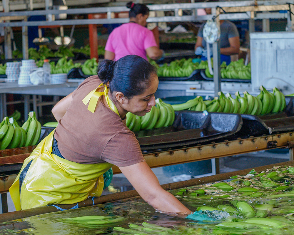 Washing Bananas, Costa Rica, by Janet Gibson