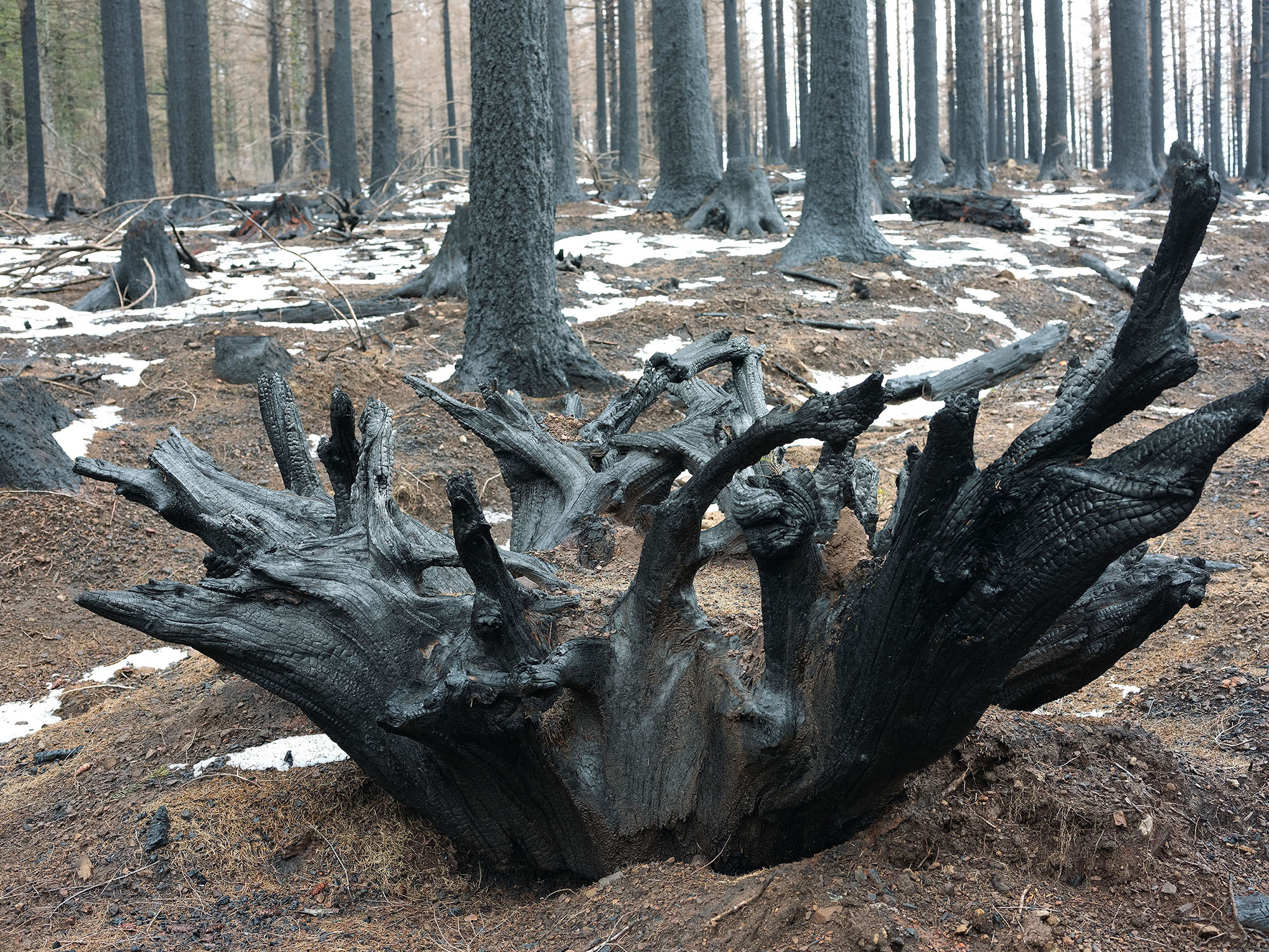 Aftermath of the 2022 wildfire, Yacolt Burn State Forest, Washington, 2023.