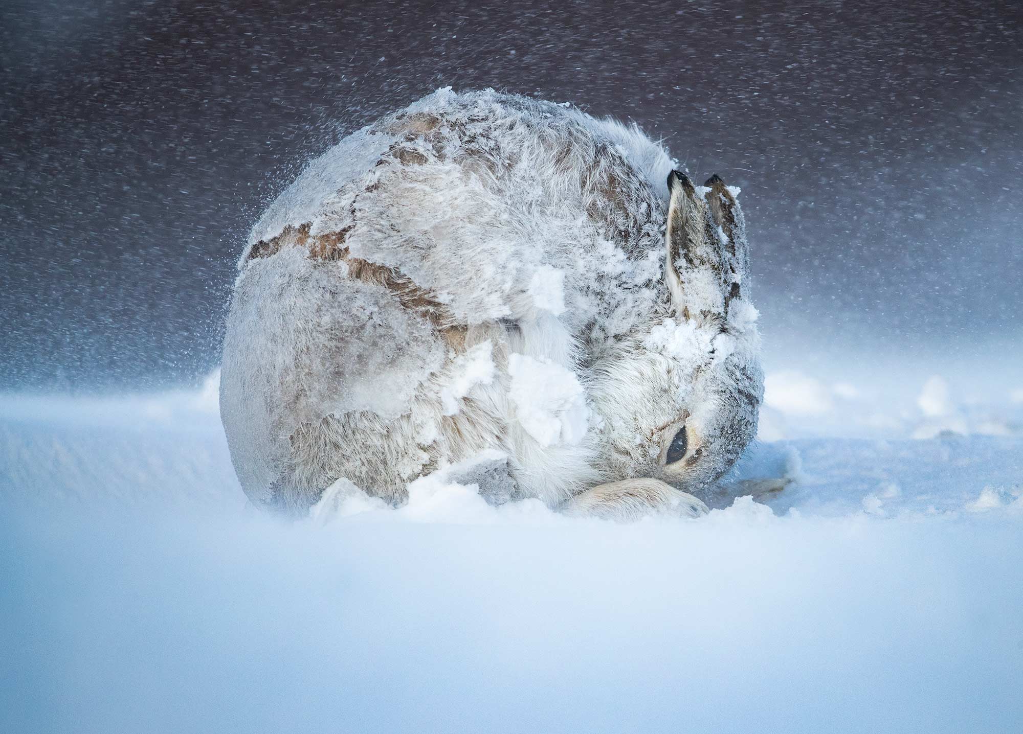 © Andy Parkinson, Wildlife Photographer Of The Year