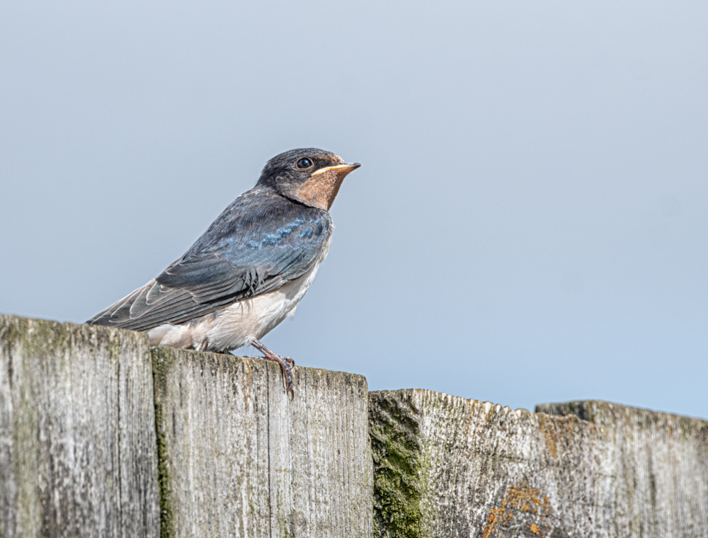 Juvenile Barn Swallow