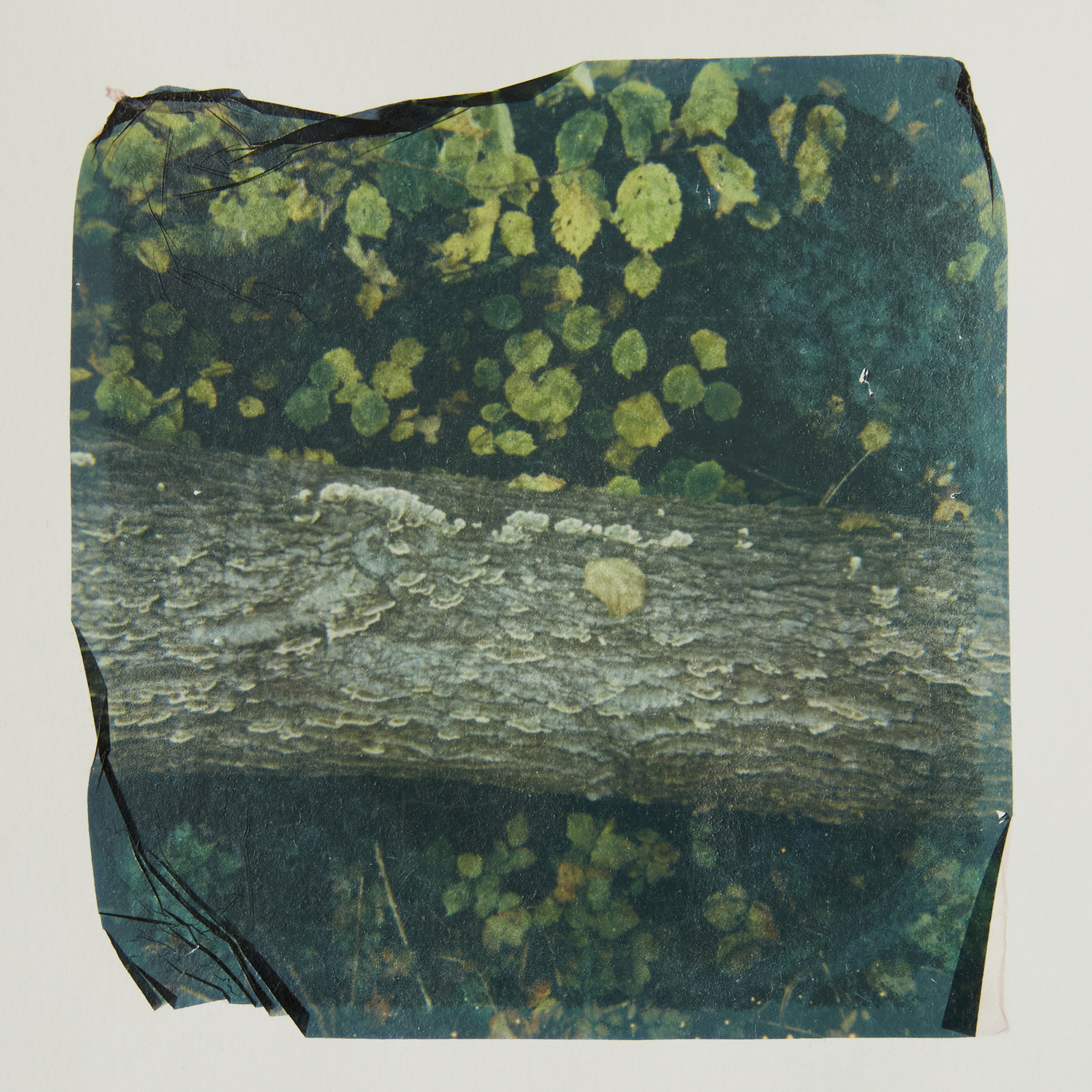 5572272 Sarah Hogan Shoganrpsnature1