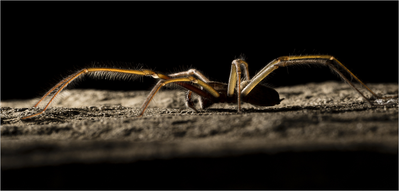 MJF Male Common House Spider
