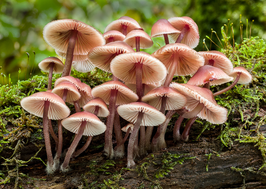 12 Mycena Haematopus Bleeding Fairy Helmet