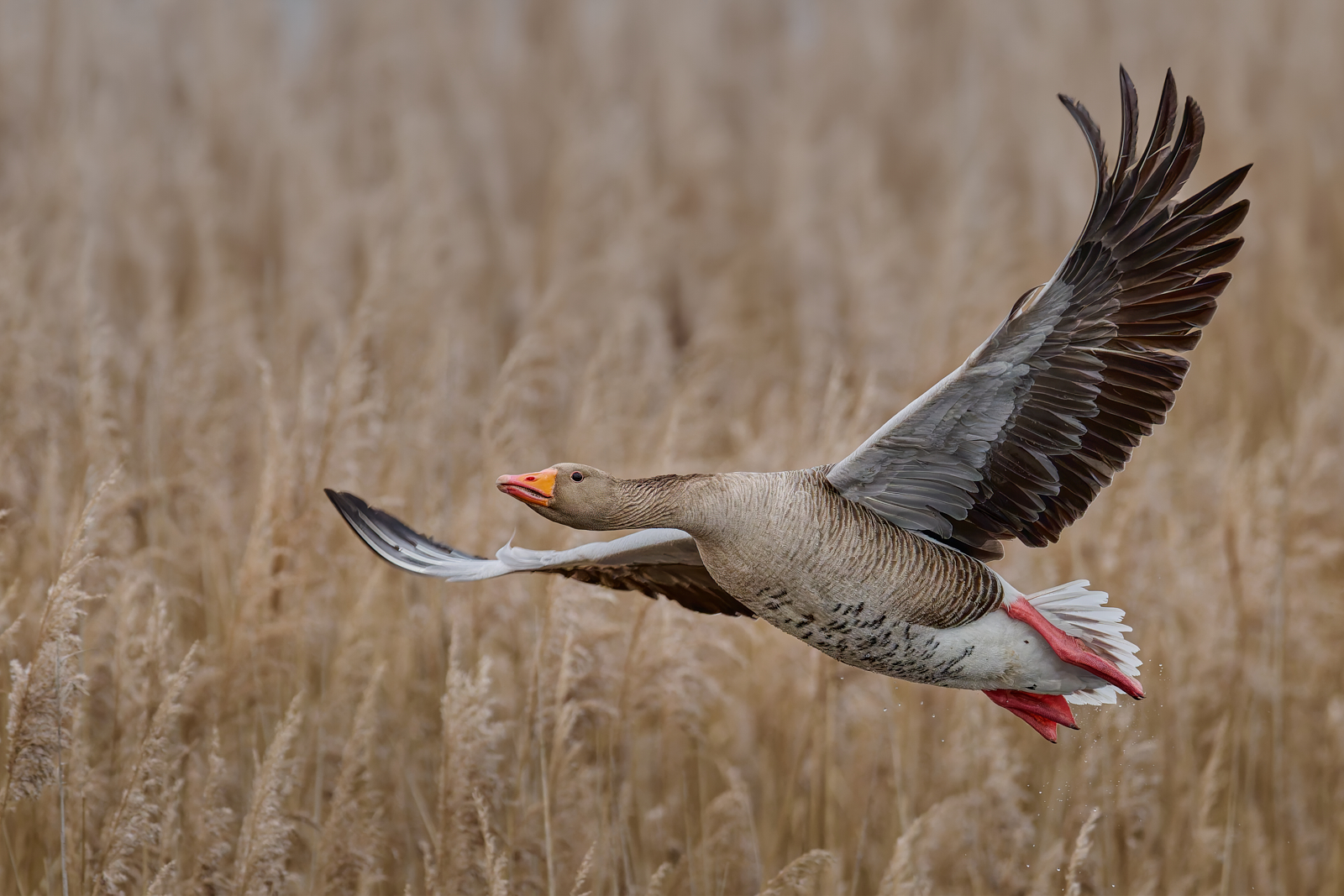 Grey Lag By Greg Lovett