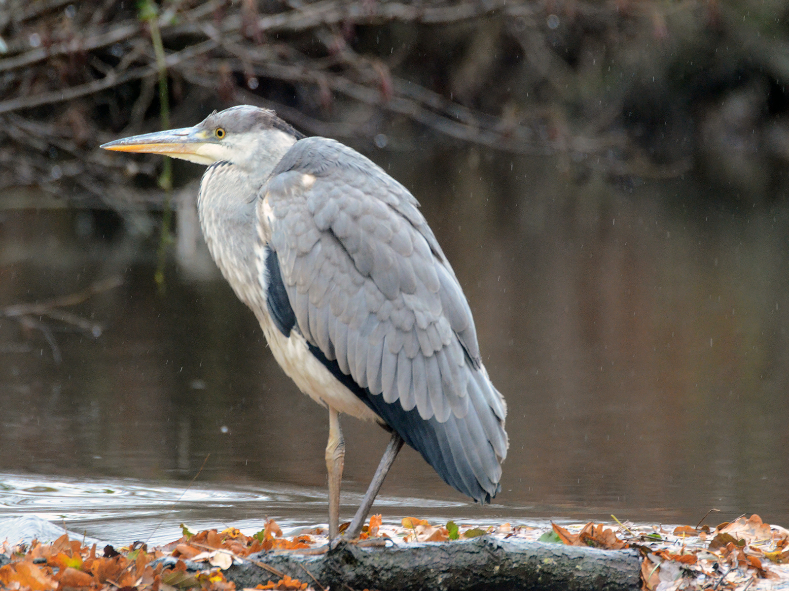 Grey Heron By Michael Goodwin