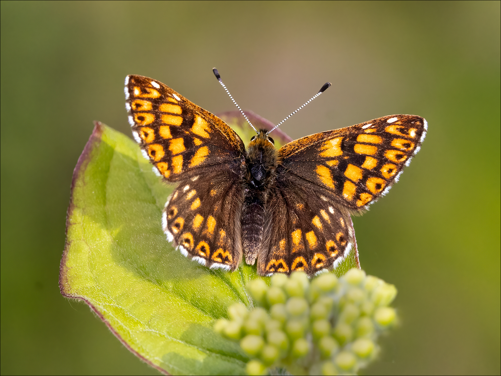 Duke Of Burgundy By Duncan Locke ARPS