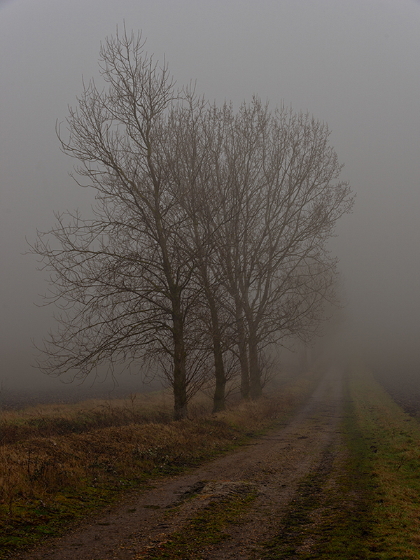 2602 Tim Walton Misty Morning For Web