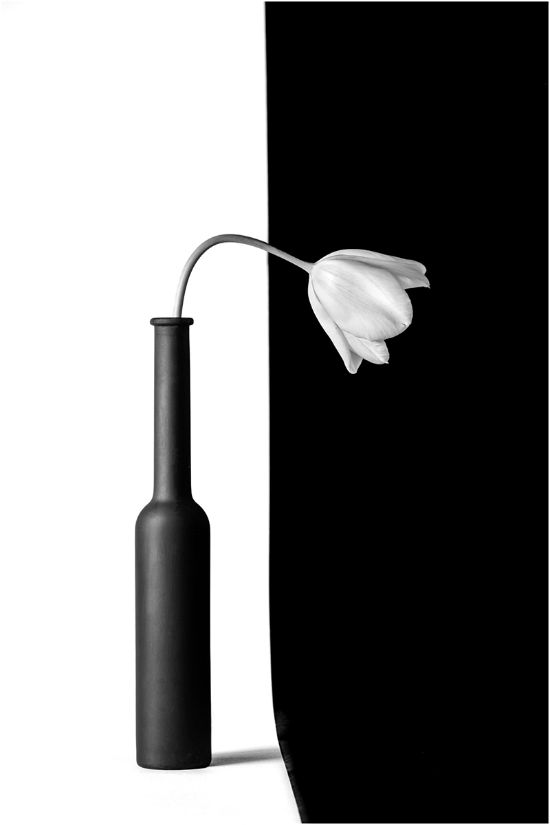 White Tulip In A Black Bottle By Brian Fleming LRPS