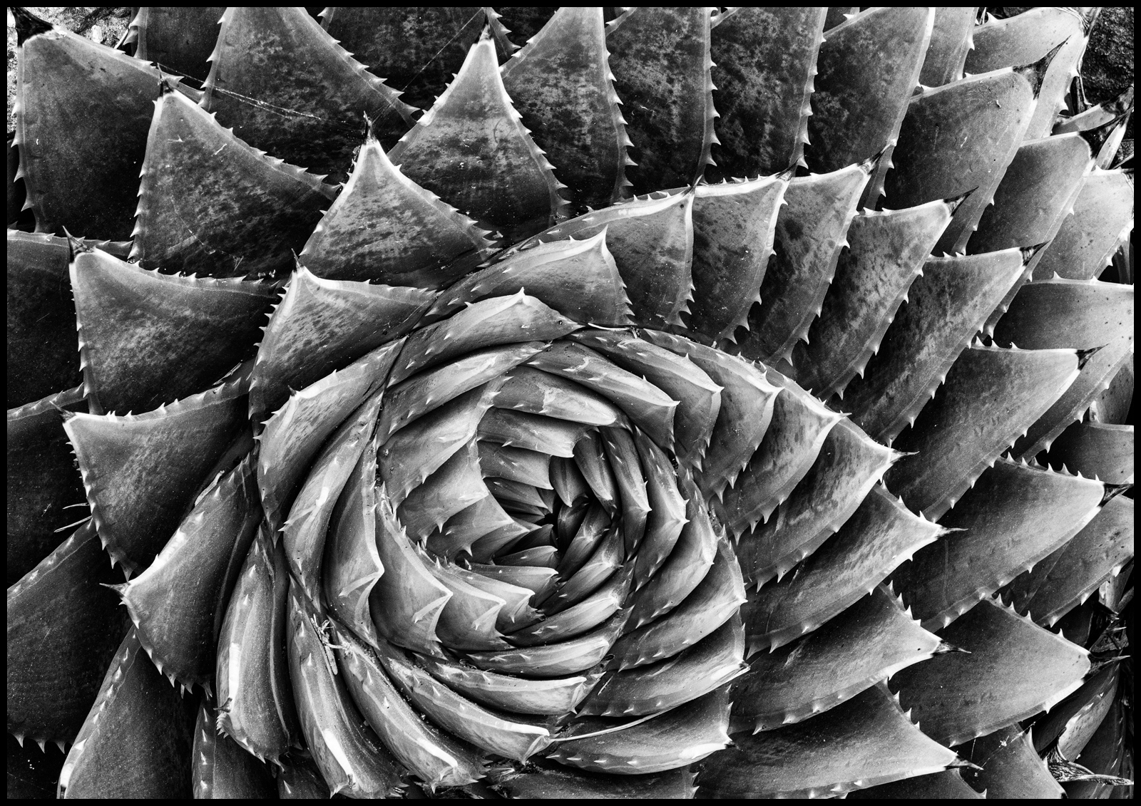 Succulent Spiral, by David Jordan FRPS