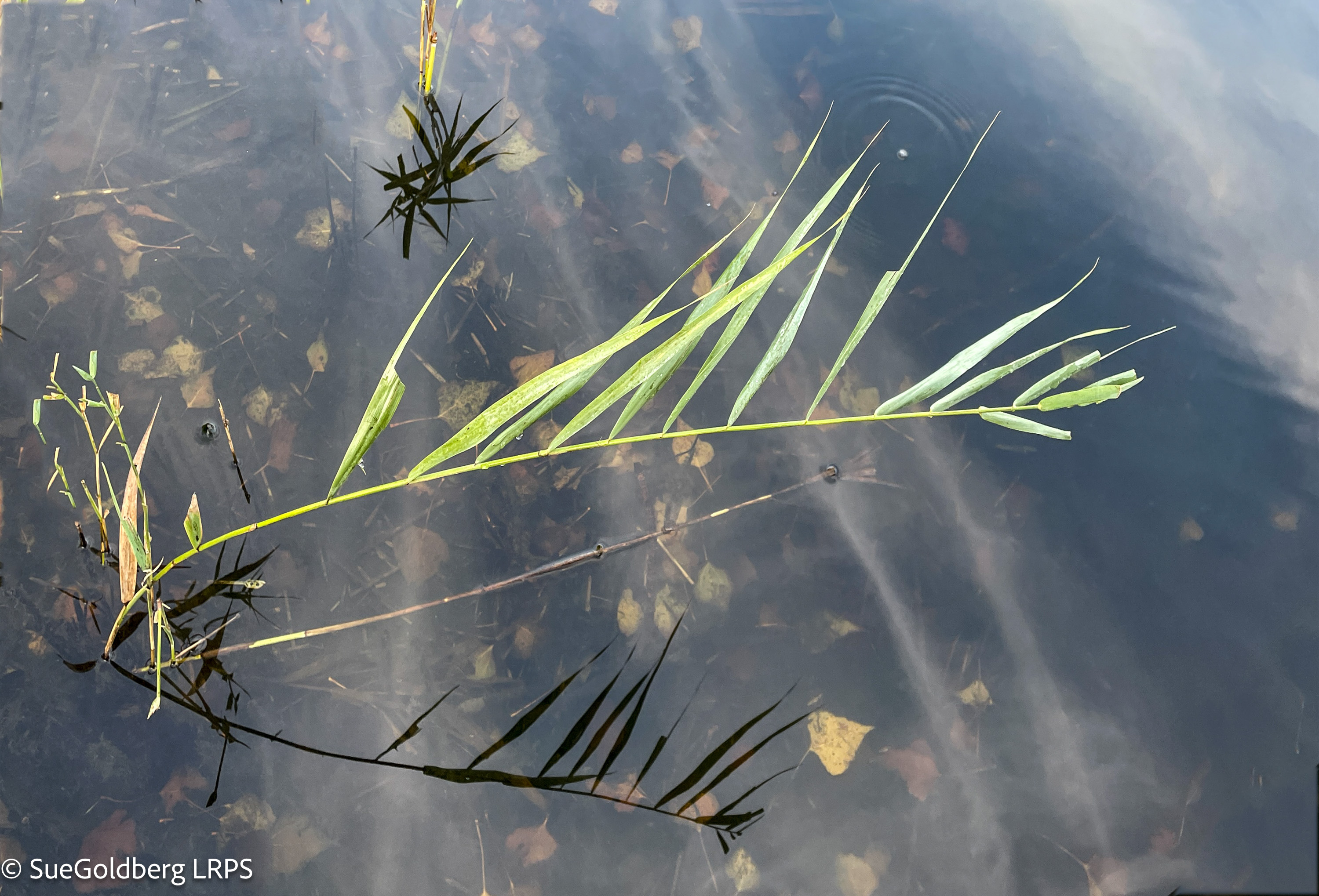 Sue Goldberg TWT Photo 5