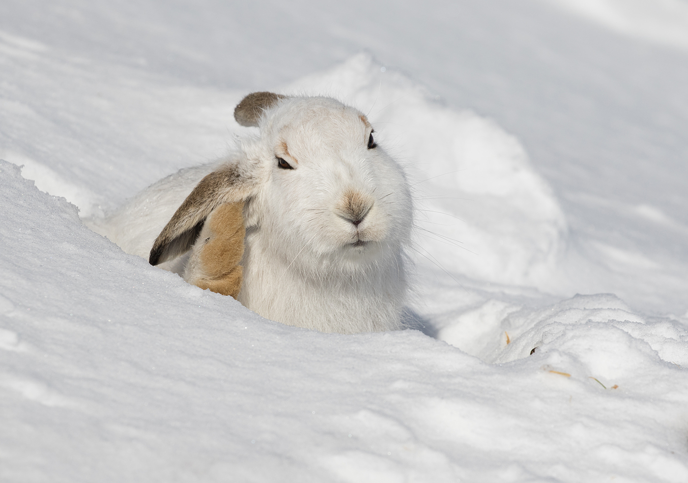 Mountain Hare Scratching