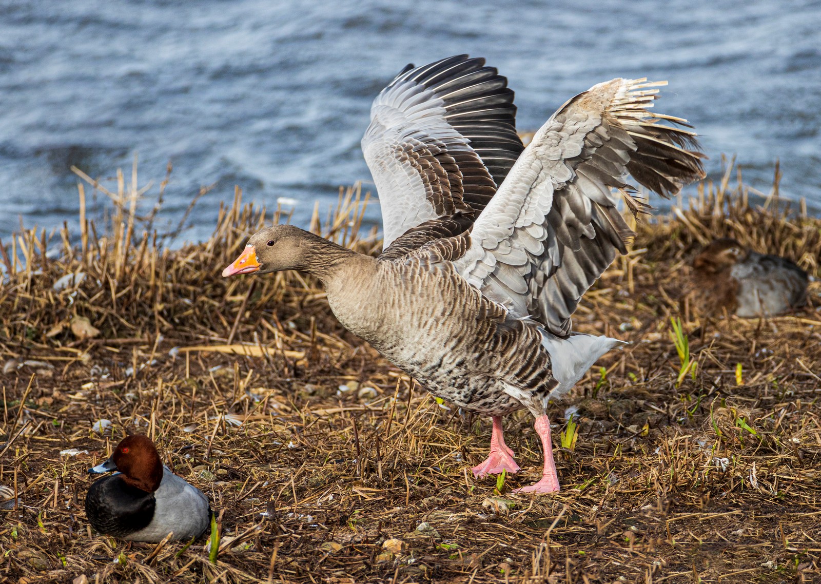 75I3160 Welney Pink Footed Into Wind T Off John H