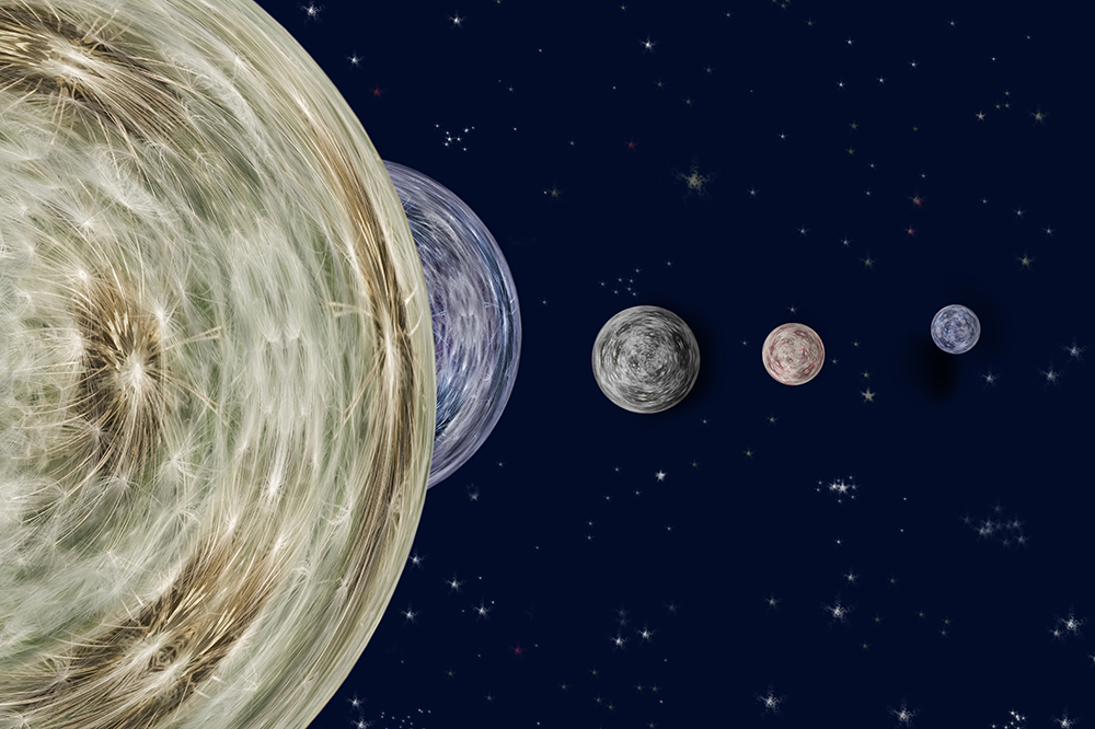 Dandelions In Orbit J Downes