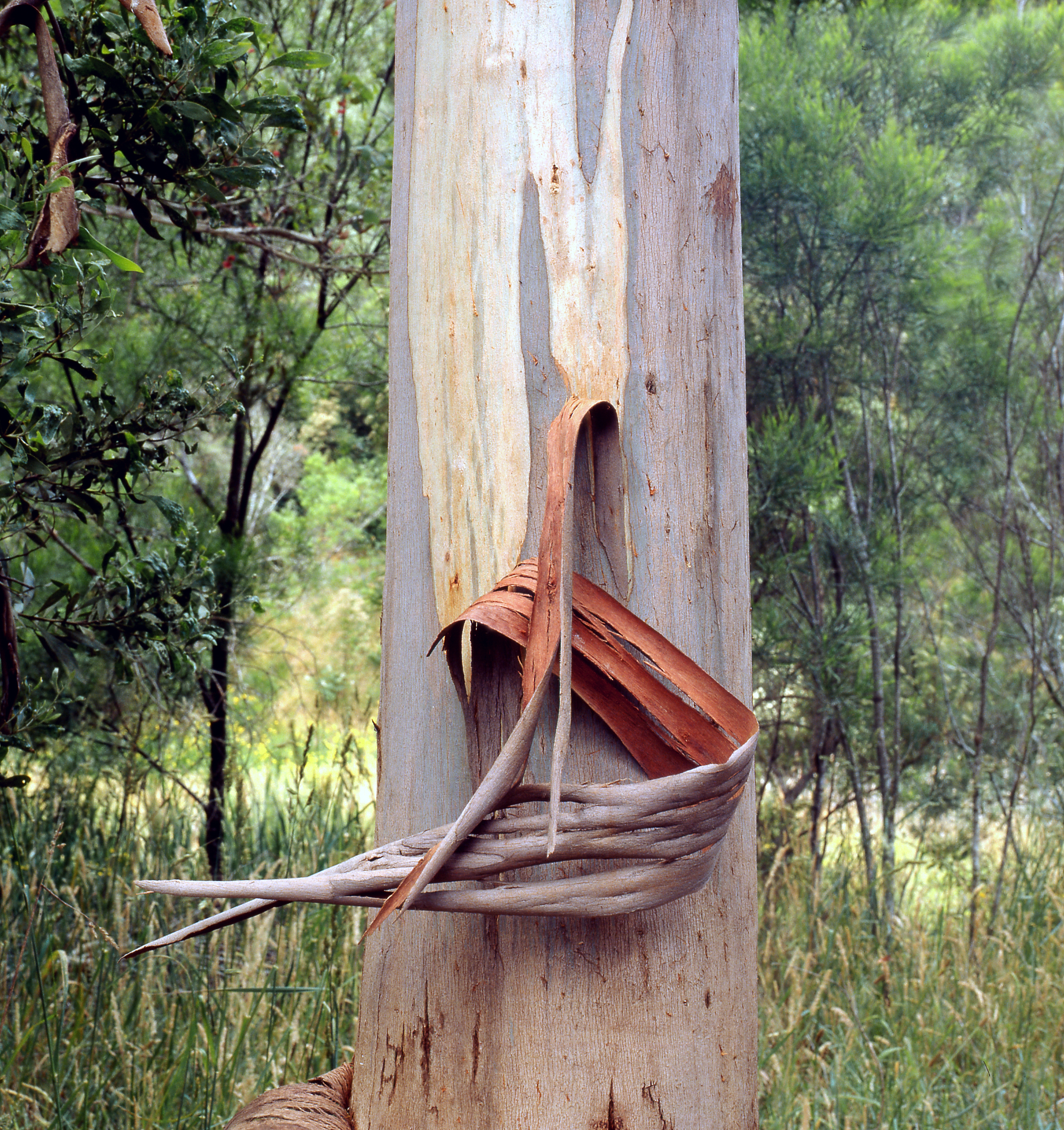 Barwon Dam Tree Bark