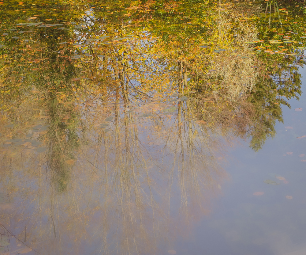 Week 2 Reflection Of Autumn Crop