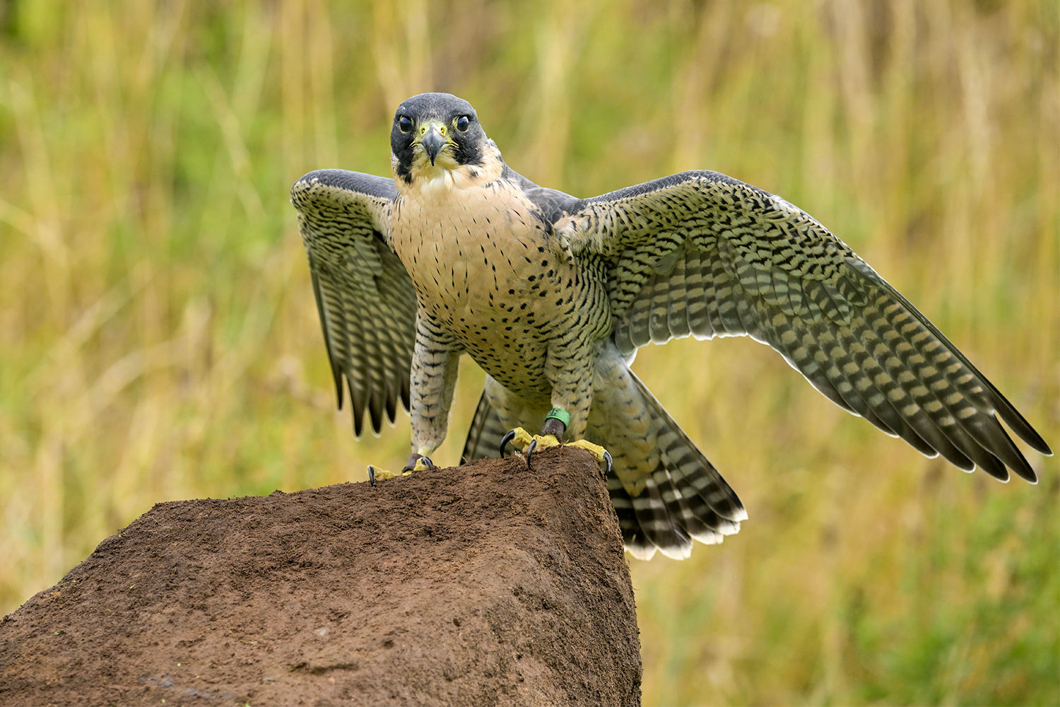 Neil Gallacher Sparrowhawk 2