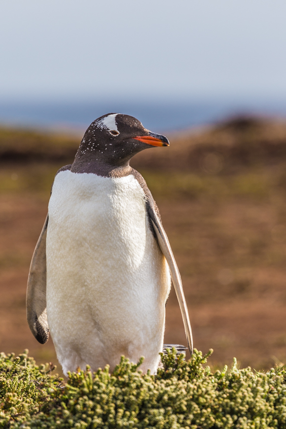 Gentoo Penguin, Falkland Islands