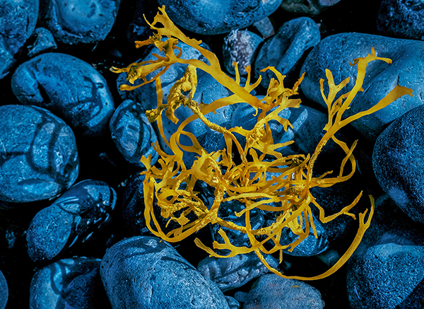 2512 Carol Walker Gold On Blue For Web