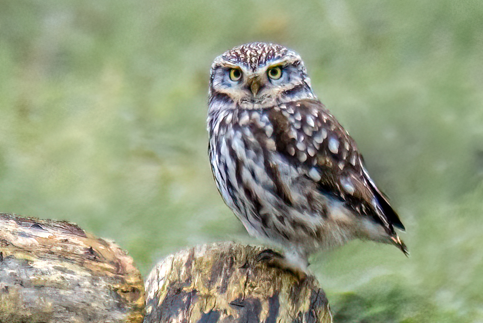 Wicken Fen February 4Th 7
