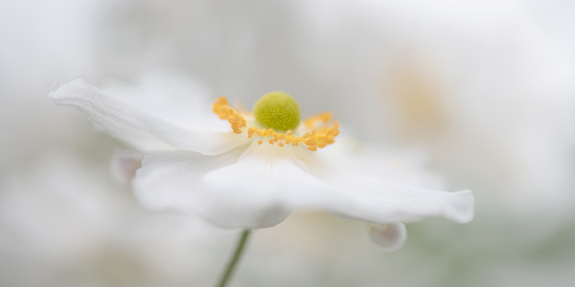 Sue Bishop