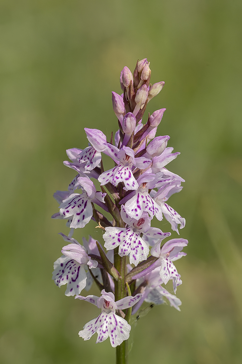 Heath Spotted Orchid By Lesley Simpson