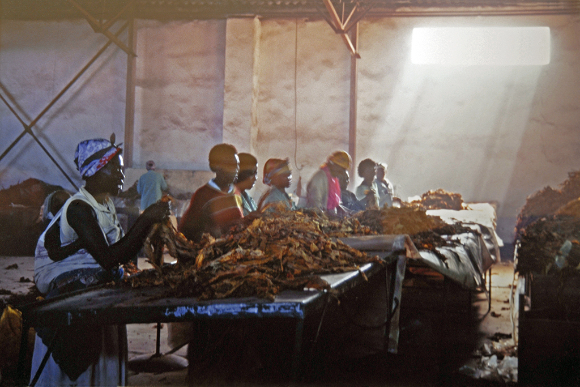 Sorting Tobacco, Zimbabwe