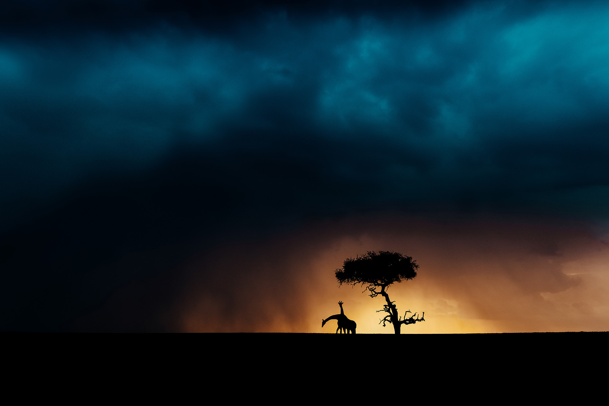 Pie Aerts Www.Printsforwildlife.Org